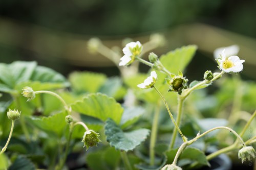 105 mm - ISO 100 - 1-125 Sek. bei f - 5,6 - NIKON D750-7