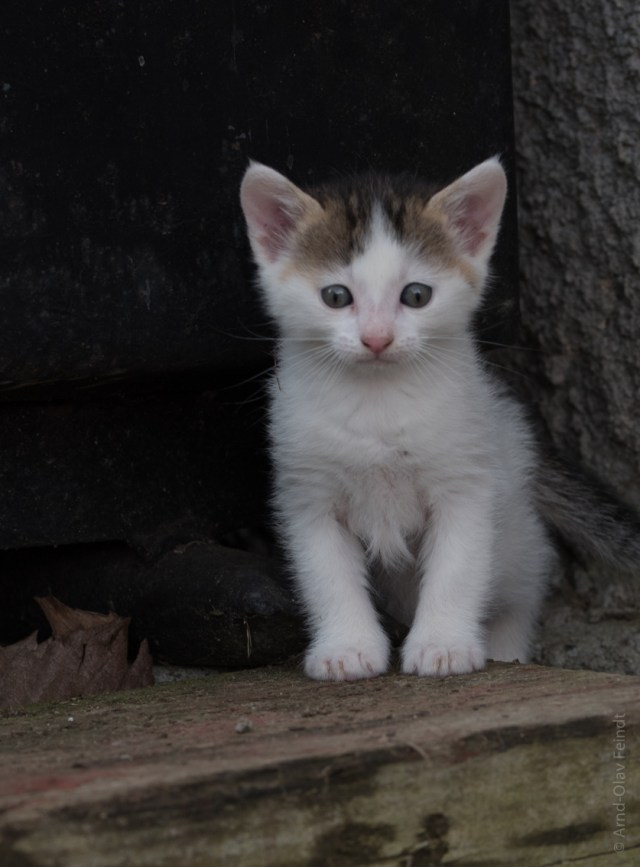 105 mm - ISO 320 - 1-200 Sek. bei f - 7,1 - NIKON D750-9