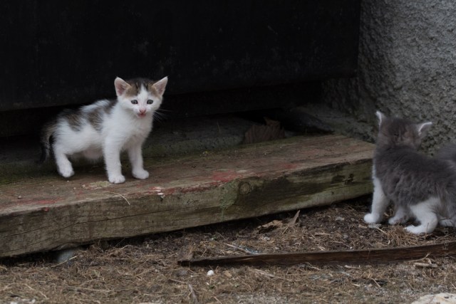 105 mm - ISO 320 - 1-200 Sek. bei f - 7,1 - NIKON D750