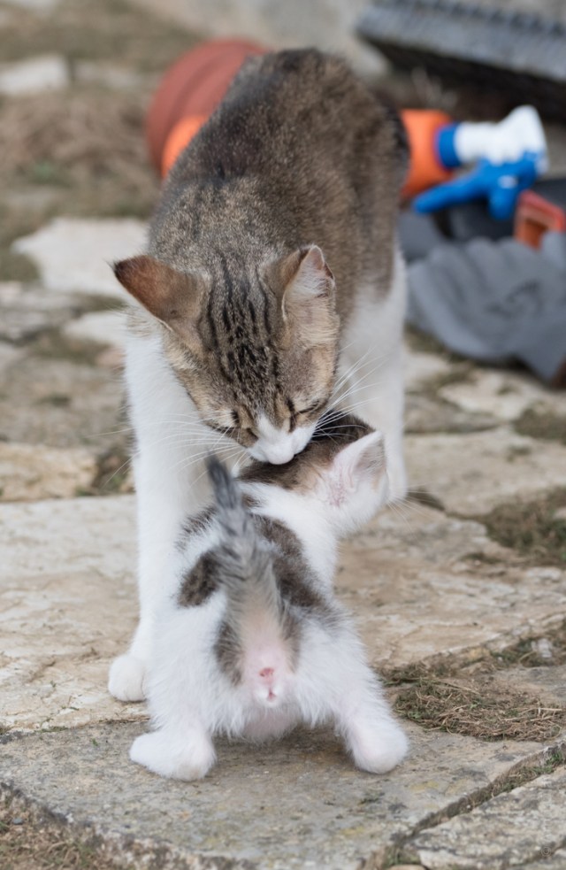 105 mm - ISO 800 - 1-500 Sek. bei f - 5,0 - NIKON D750-2