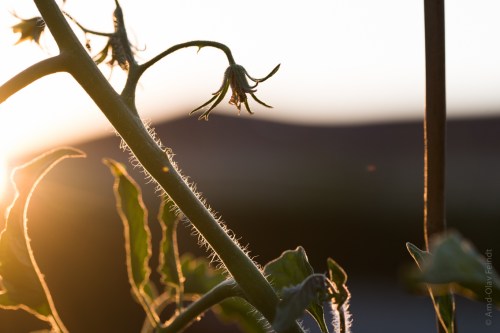 105 mm - ISO 500 - 1-320 Sek. bei f - 7,1 - NIKON D750